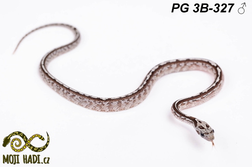 hadi na prodej, mládě, český chov hadů, odchov hadů, mojihadi.cz, Pantherophis guttatus, corn snakes, užovka červená,Granite(Diffused+Anery) Teesera